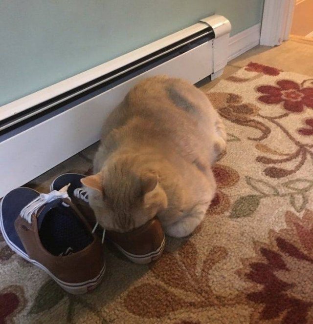 Cute Pets (55 pics)