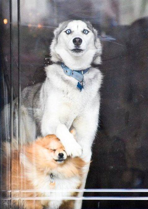 Cute Pets (55 pics)