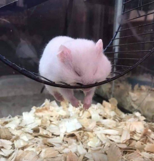 Cute Pets (55 pics)