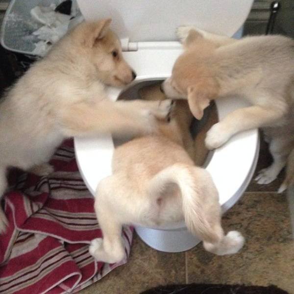 Cute Pets (55 pics)