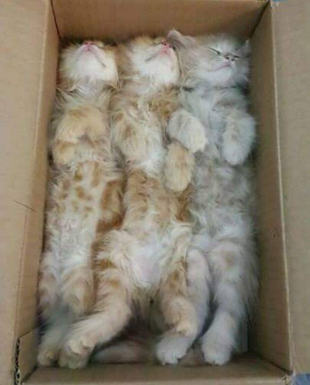 Cute Pets (55 pics)