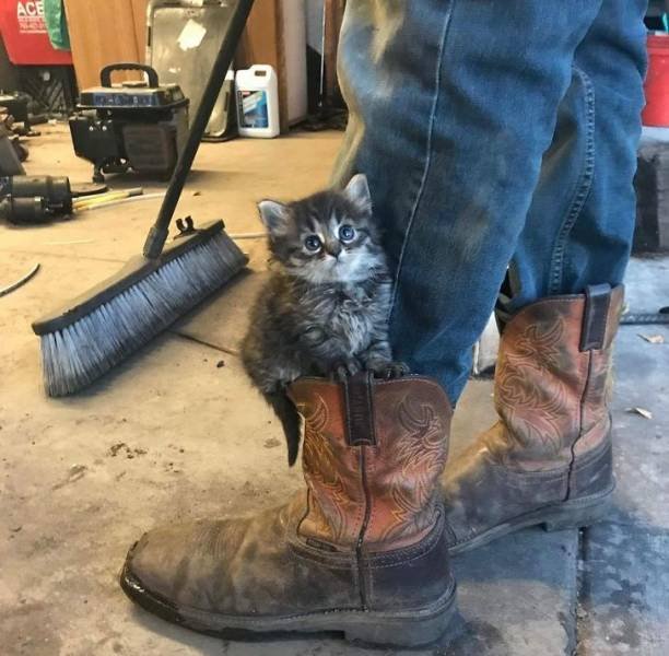 Cute Pets (55 pics)