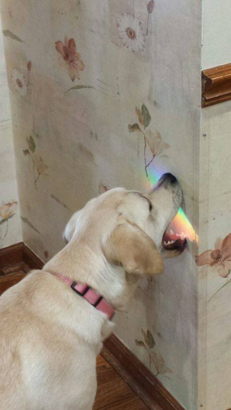 Cute Pets (55 pics)