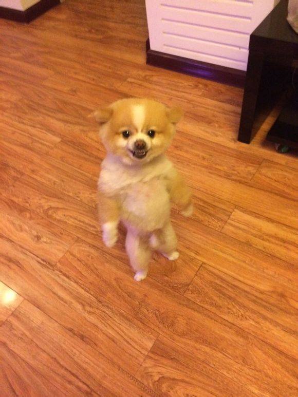 Cute Pets (55 pics)