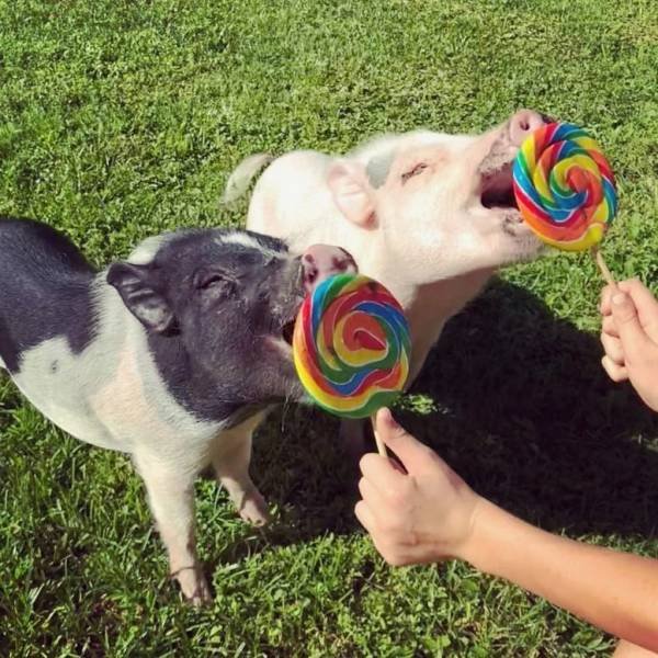 Cute Pets (55 pics)