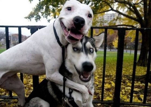 Cute Pets (55 pics)