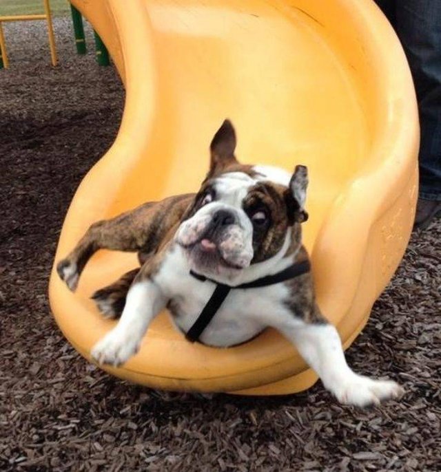 Cute Pets (55 pics)