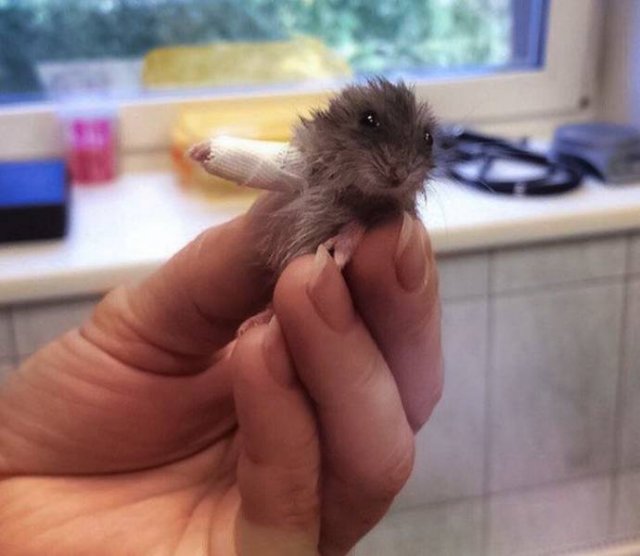 Funny Animals (53 pics)
