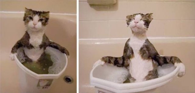 Funny Animals (53 pics)