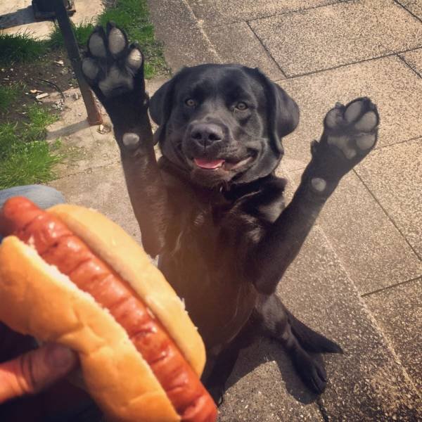 Cute Pets (55 pics)