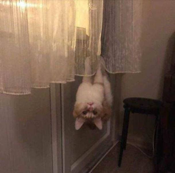 Cute Pets (55 pics)
