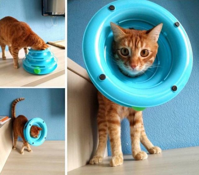 Cute Pets (55 pics)