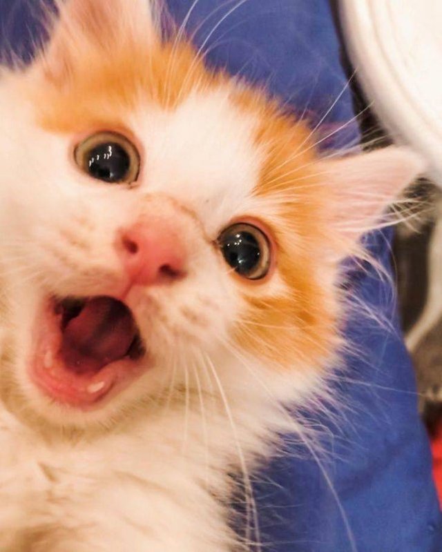 Cute Pets (55 pics)