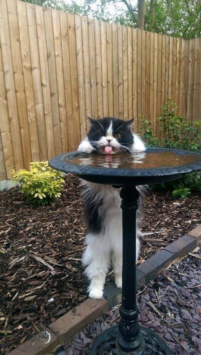 Cute Pets (55 pics)