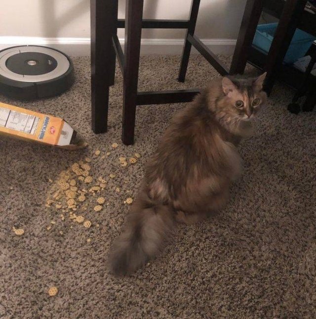 Cute Pets (55 pics)