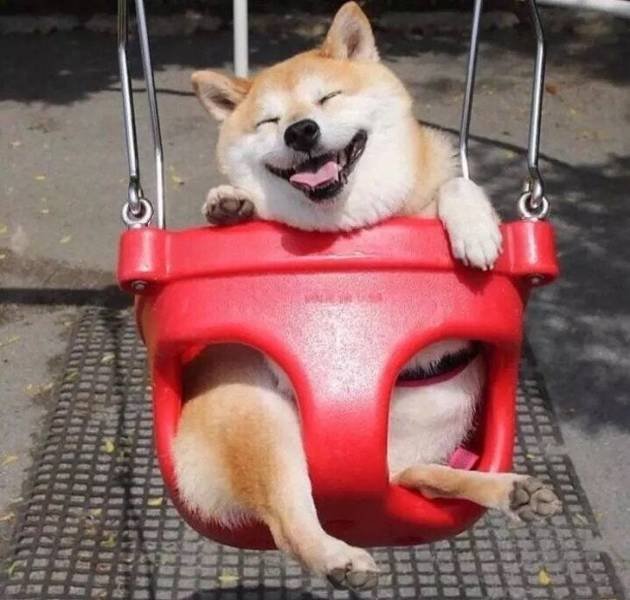 Cute Pets (55 pics)
