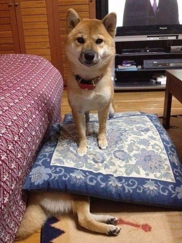 Cute Pets (55 pics)