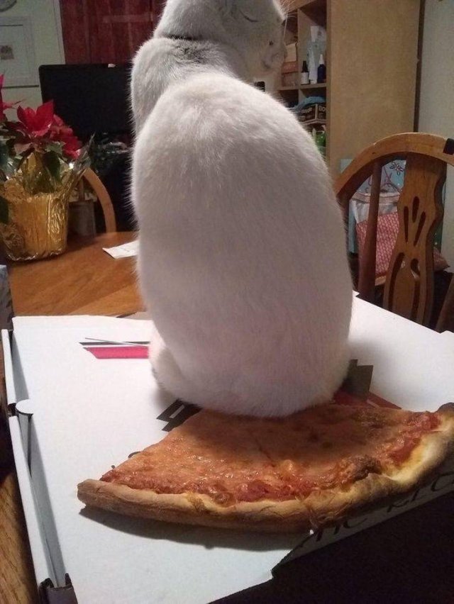 Cute Pets (55 pics)