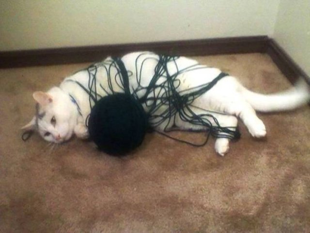 Cute Pets (55 pics)
