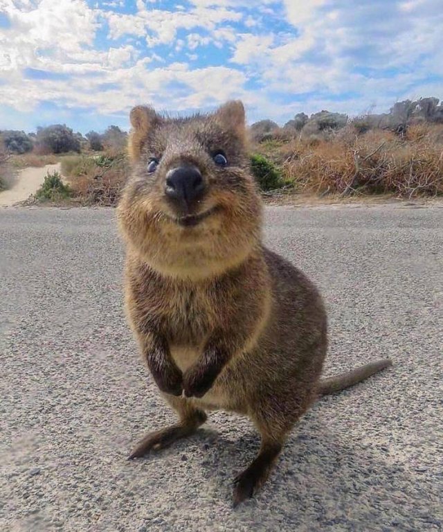 Cute Pets (55 pics)