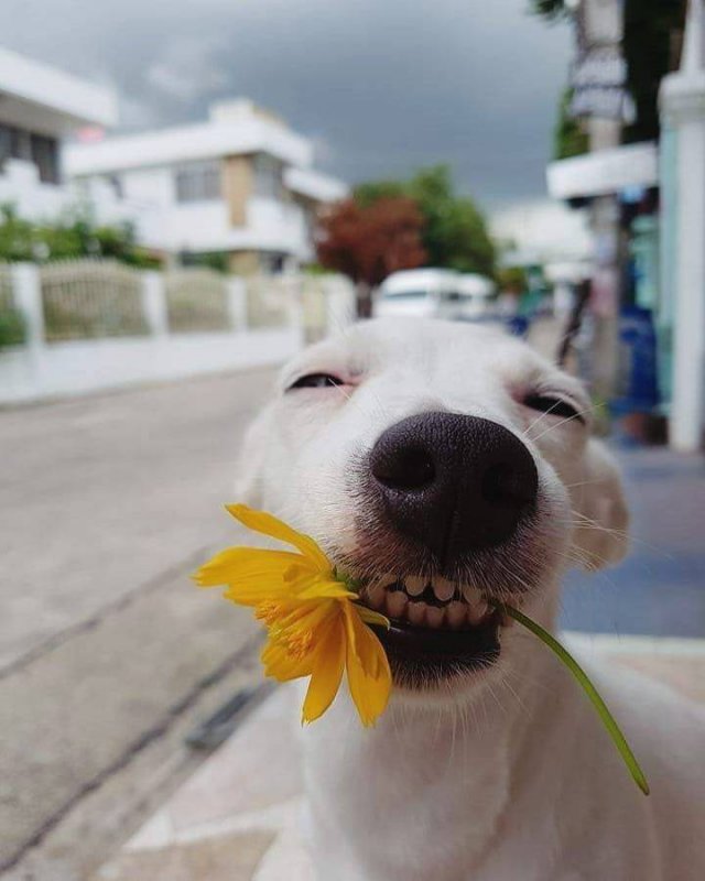 Cute Pets (55 pics)