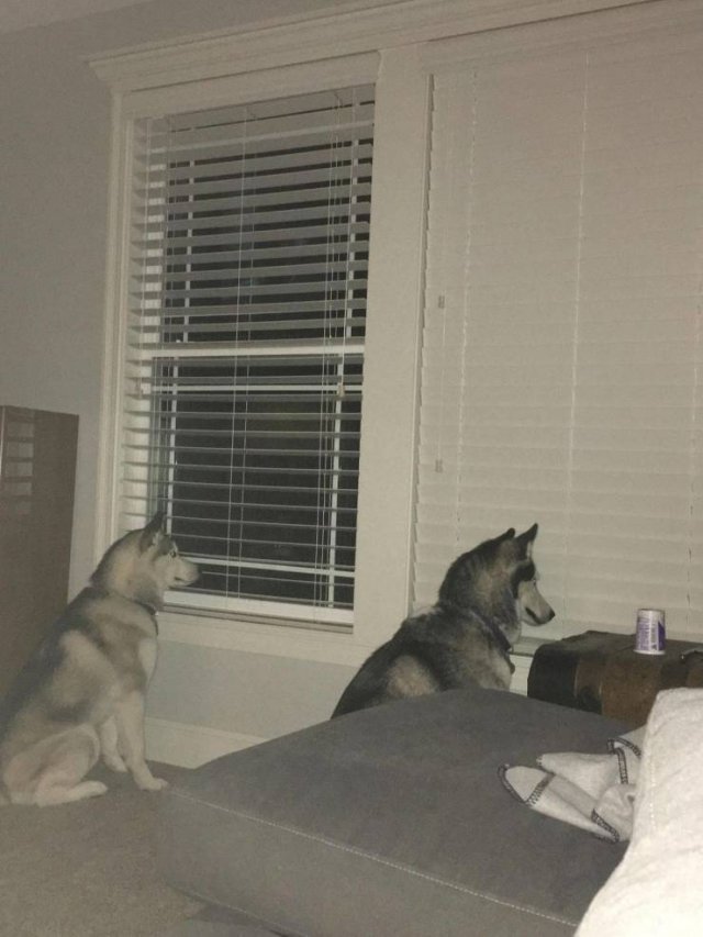 Cute Pets (55 pics)