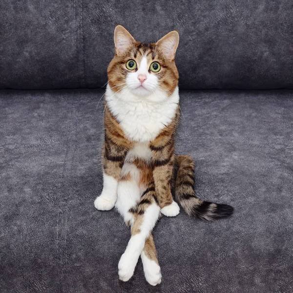 Cute Pets (55 pics)
