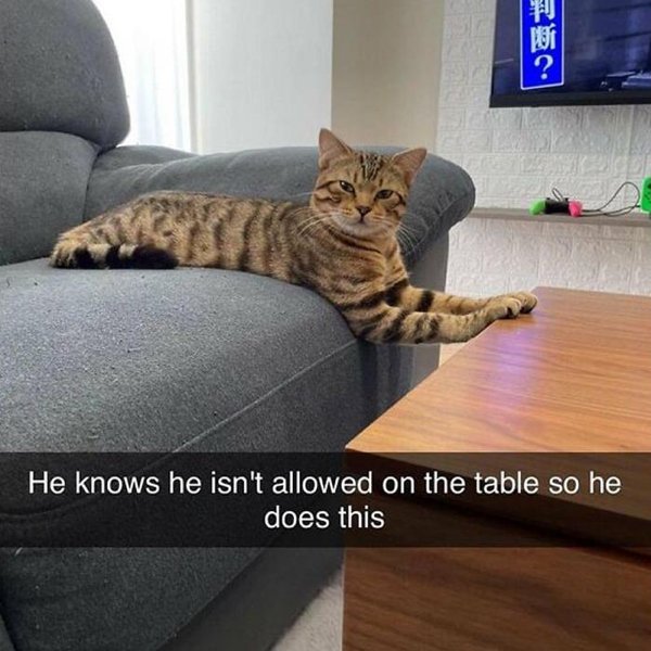 Funny Memes With Cats (32 pics)