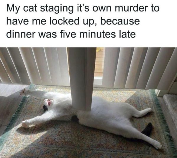 Funny Memes With Cats (32 pics)