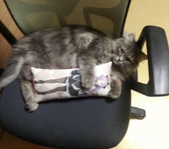 What Is Going On Here? (54 pics)