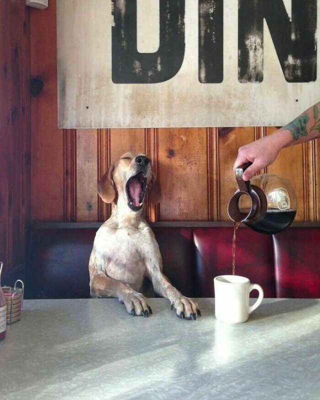 Cute Animals (30 pics)