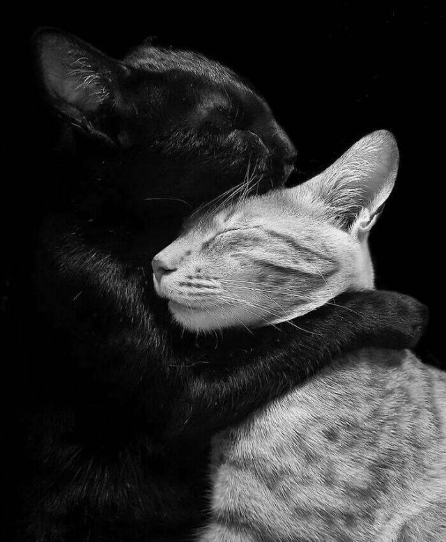 Cute Animals (30 pics)