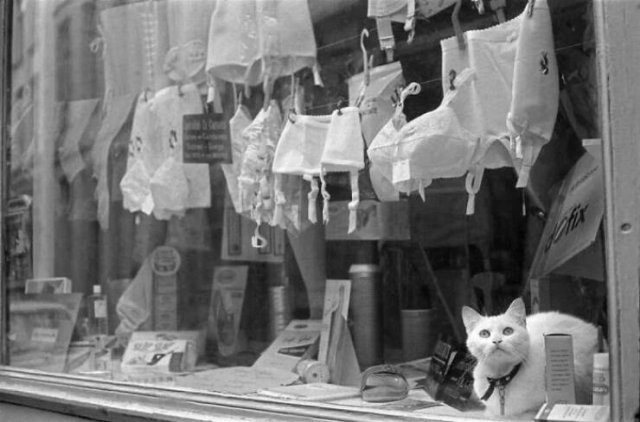 Cute Animals (30 pics)