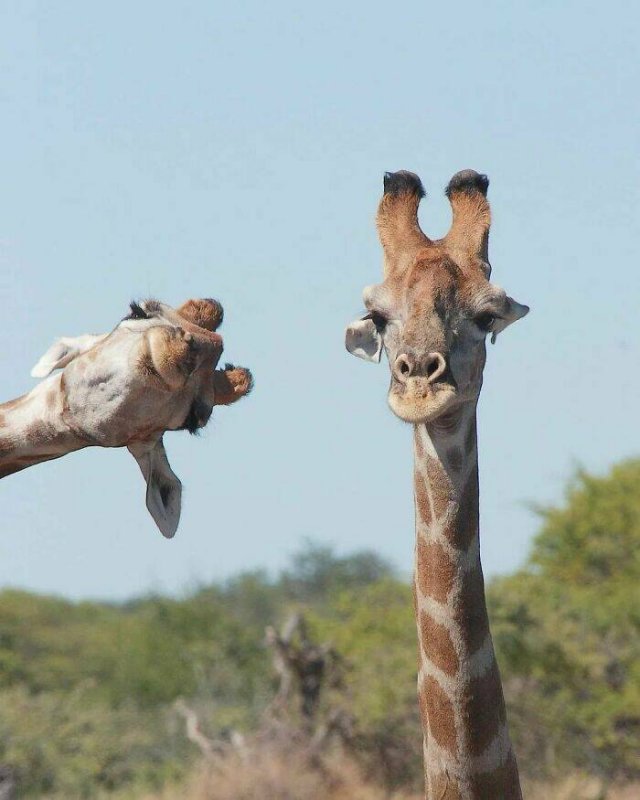 Cute Animals (30 pics)