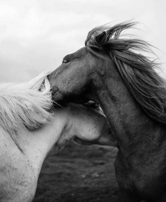 Cute Animals (30 pics)