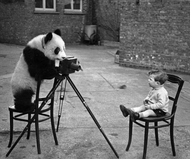 Cute Animals (30 pics)
