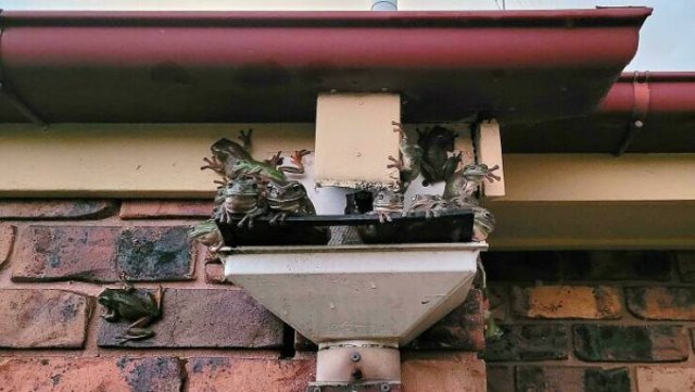 Weird Australia (30 pics)
