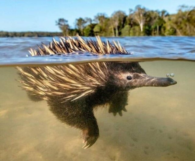 Weird Australia (30 pics)