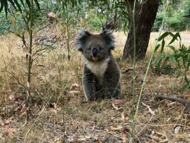Weird Australia (30 pics)