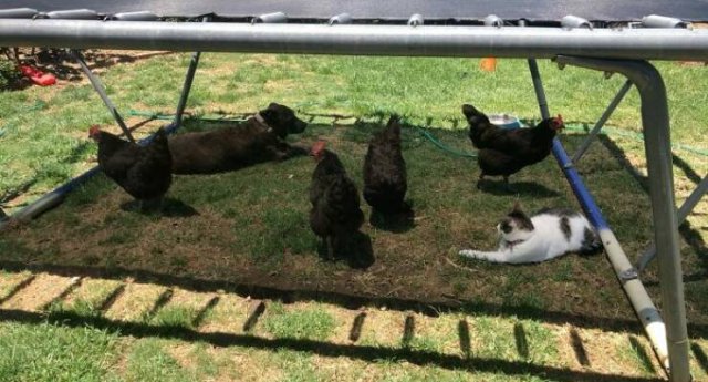 Weird Australia (30 pics)