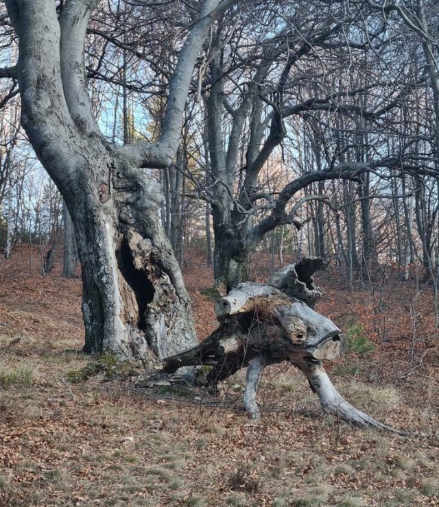 Amazing Nature (31 pics)