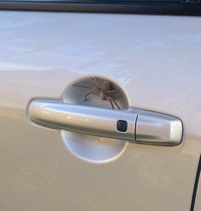 Weird Australia (30 pics)