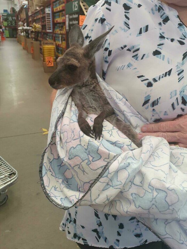 Weird Australia (30 pics)