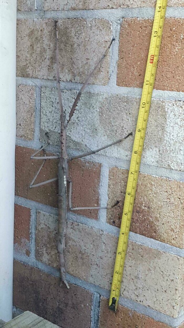 Weird Australia (30 pics)