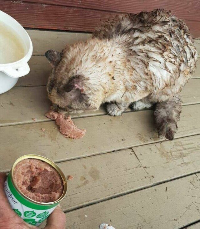 Weird Australia (30 pics)