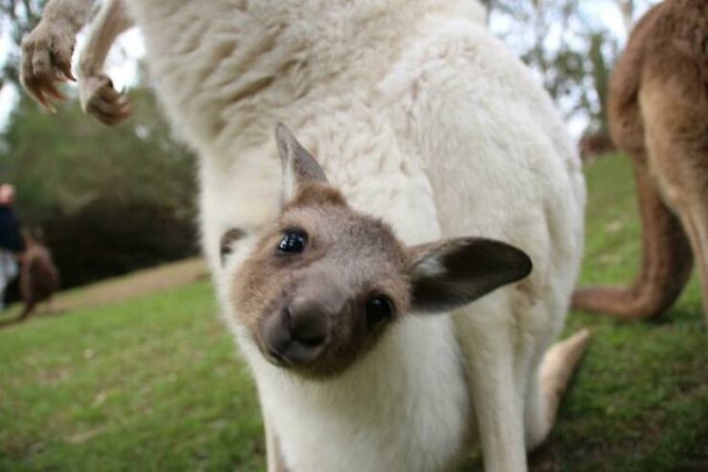 Weird Australia (30 pics)