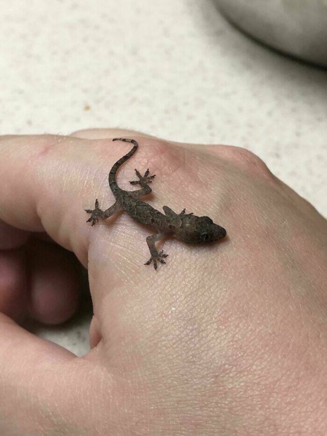 What Are These Things? (44 pics)