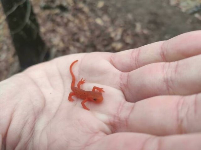 What Are These Things? (44 pics)