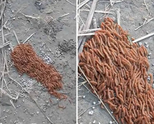 What Are These Things? (44 pics)