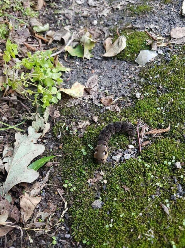What Are These Things? (44 pics)